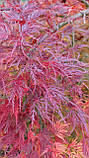 Клен японський "Emerald Lace".
Acer palmatum "Emerald Lace"., фото 2