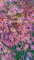 Клен японський "Emerald Lace". Acer palmatum "Emerald Lace".