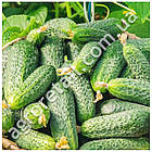 Огірок Титус F1 0.5 г Legutko, фото 2