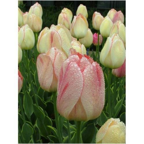 Тюльпан Дарвіна Silverstream 12+