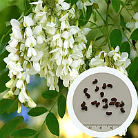 Акация белая семена (20 шт) (Robinia pseudoacacia) робиния обыкновенная псевдоакация