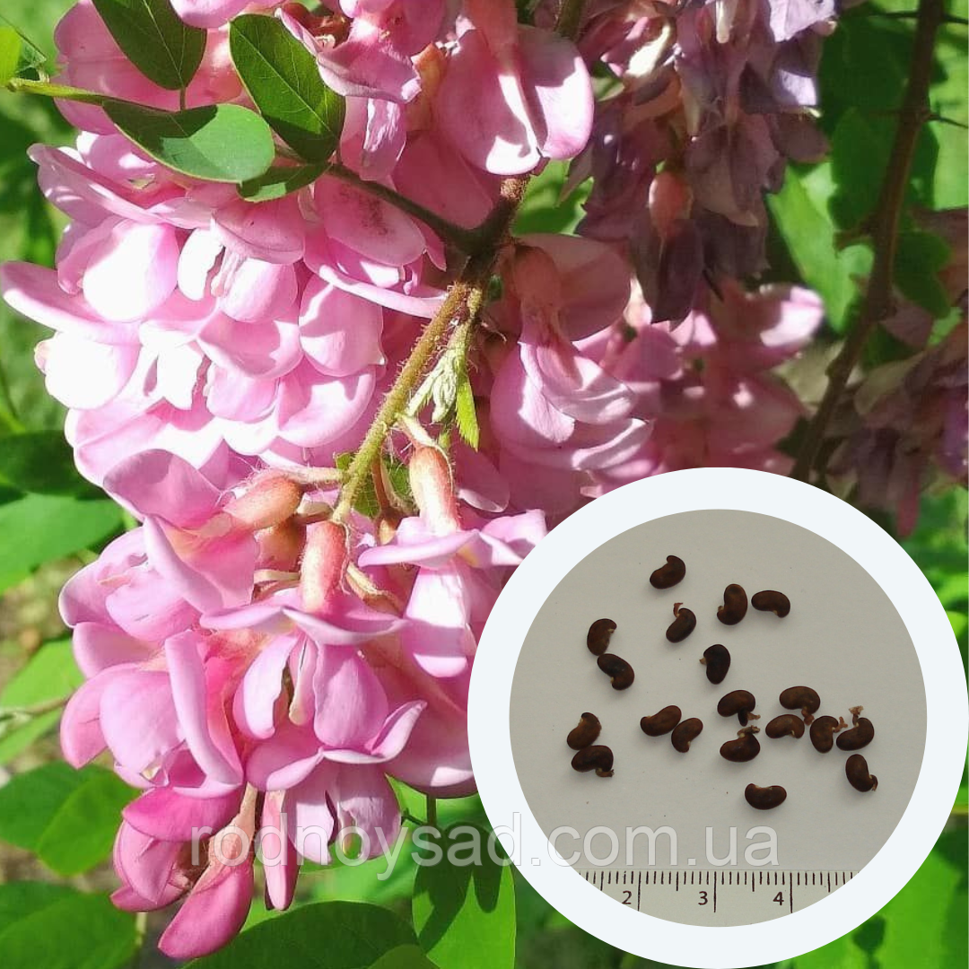 Акація рожева насіння (10 шт) робінія клейка для саджанців (Robinia viscosa)