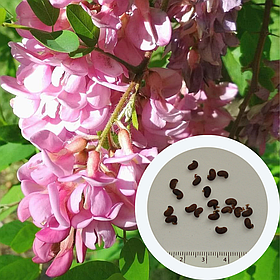Акація рожева насіння (10 шт) робінія щетистоволоса для саджанців (Robinia viscosa)
