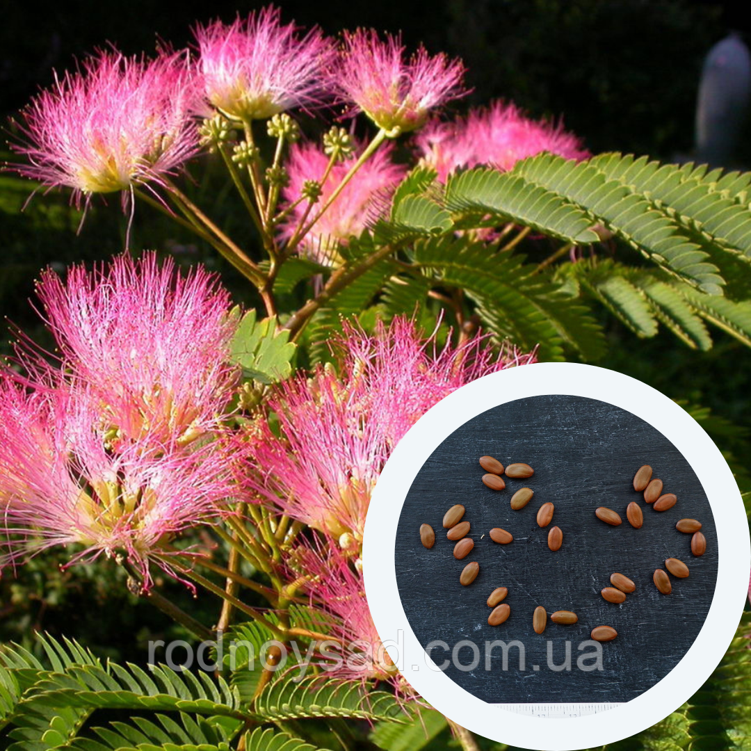Альбіція насіння (10 шт) (Albizia julibrissin) ленкоранська акація мімоза шовкова