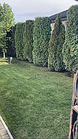 Садовник, уход за садом, стрижка растений Петропавловская, Софиевская Борщаговка, Киевская область