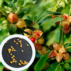 Ашвагандха насіння (20 шт) (Withania somnifera) женьшень індійський ашваганда