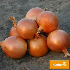 Насіння цибулі Універсо F1, 1 г — середньопізній (115-120 днів), Професійне насіння