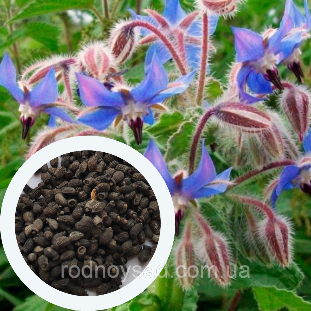 Бораго насіння 1 гр. (прибл 20 шт) (Borago officinalis) огіркова трава огірочник