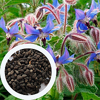 Бораго семена 1 грамм (около 50 шт) (Borago officinalis) огуречная трава огуречник