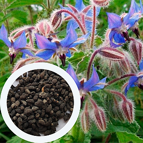 Бораго насіння 1 гр. (прибл 20 шт) (Borago officinalis) огіркова трава огірочник