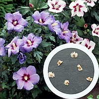 Гибискус махровый семена (20 шт) (Hibiscus syriacus) сирийский древовидный