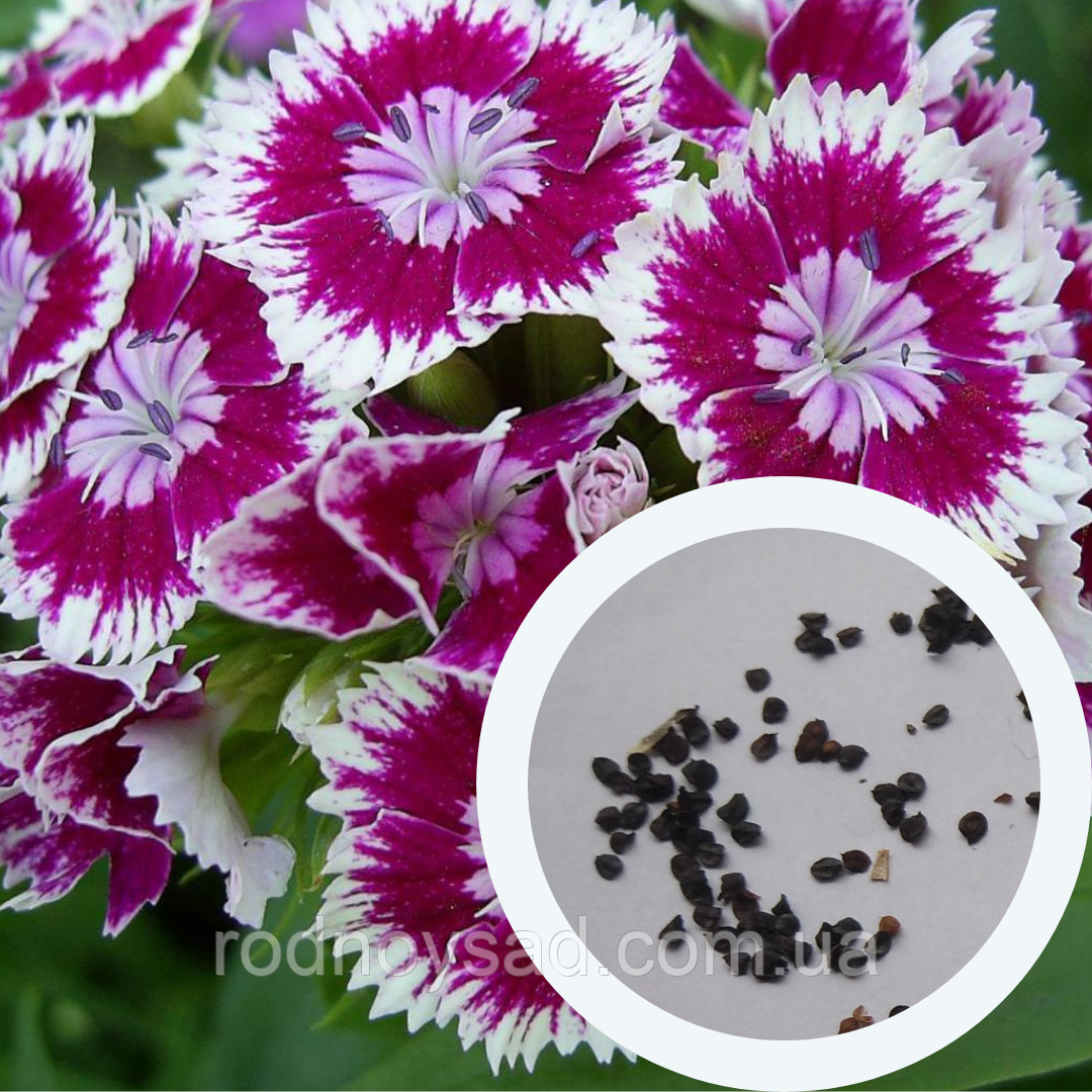 Гвоздика китайська насіння 0,25 грами (прибл. 300 шт) (Dianthus chinensis) рожево-біла багаторічна