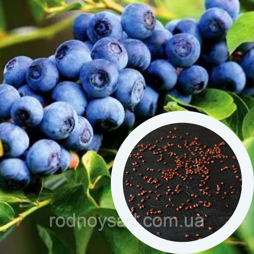 Лохина садова насіння (20 шт) (Vaccinium corymbosum) садова чорниця великоплідна голубика морозостійка
