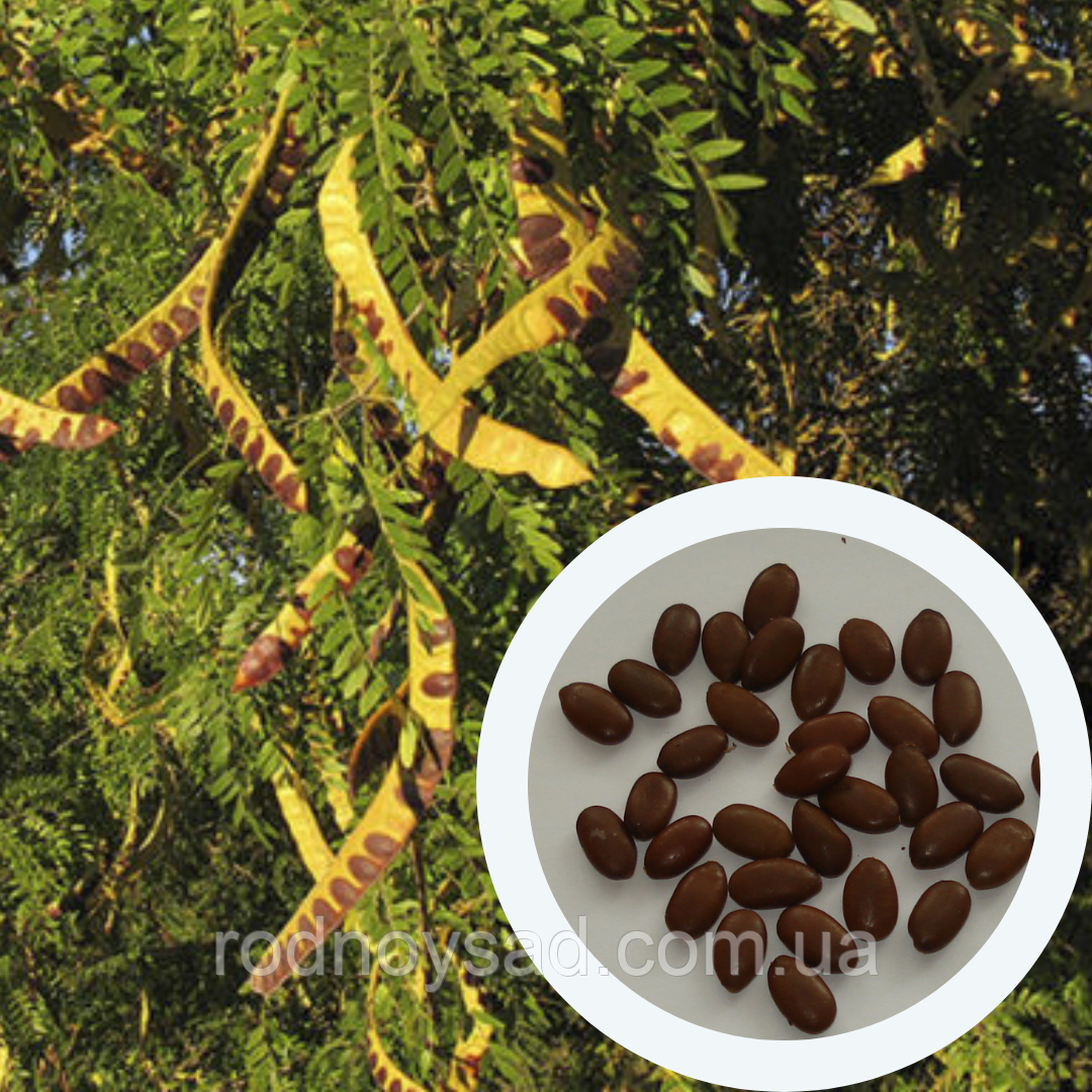 Гледичія насіння (20 шт) (Gleditsia triacanthos) трьохколючкова акація колюча медонос