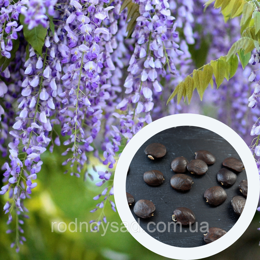 Гліцинія насіння (10 шт) (Wisteria) вістерія для саджанців + інструкції + подарунок