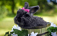 Декоративный кролик Аренда кролика.