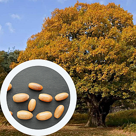 Дуб черешчатий насіння (20 шт) (Quercus robur) жолудь звичайний літній або англійський