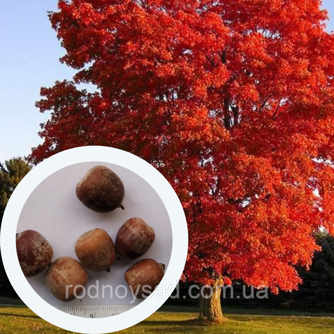 Дуб червоний насіння (20 шт) (Quercus rubra) жолудь гостролистий канадський північний