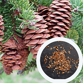 Ялина біла насіння 0,5 грами (прибл. 400 шт) (Picea glauca) глаука сиза канадська для вирощування саджанців