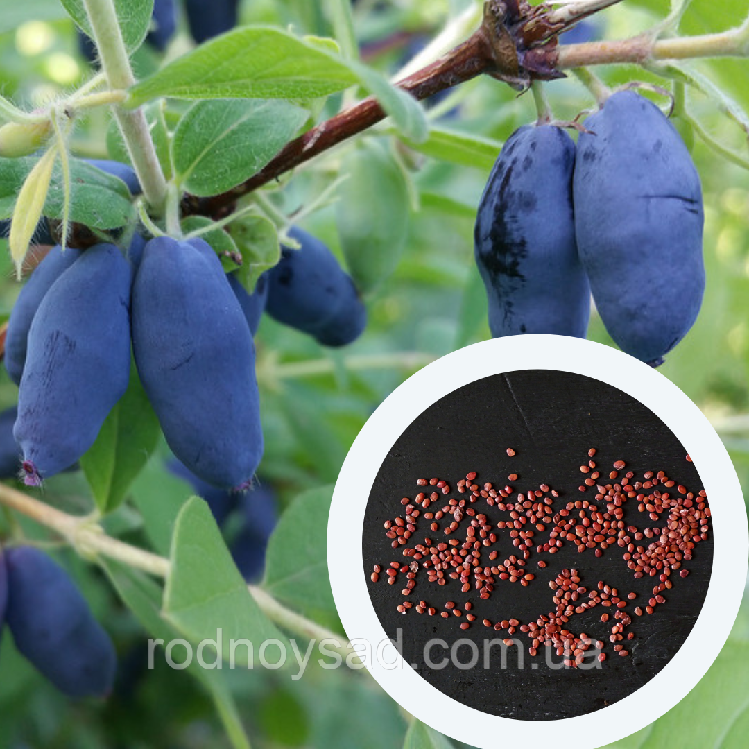 Жимолость їстівна насіння (20 шт) (Lonicera edulis) синя