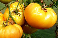 Насіння томату Ананасний