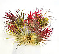 Тилландсия ионанта Tillandsia ionantha rubra атмосферная Комнатное растение