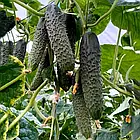 Насіння огірок Прімеро F1, Leda Agro (10 шт.), фото 3