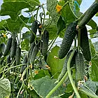 Насіння огірок Прімеро F1, Leda Agro (10 шт.), фото 4