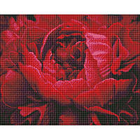 Алмазна мозаїка "Вишукана квітка" Ідейка AMO7387 40х50 см