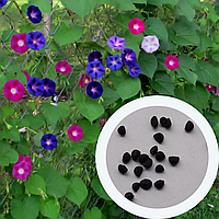 Ипомея пурпурная семена 1 грамм (около 40 шт) (Ipomoea purpurea) для шпалеры