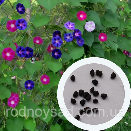 Насіння Іпомеї