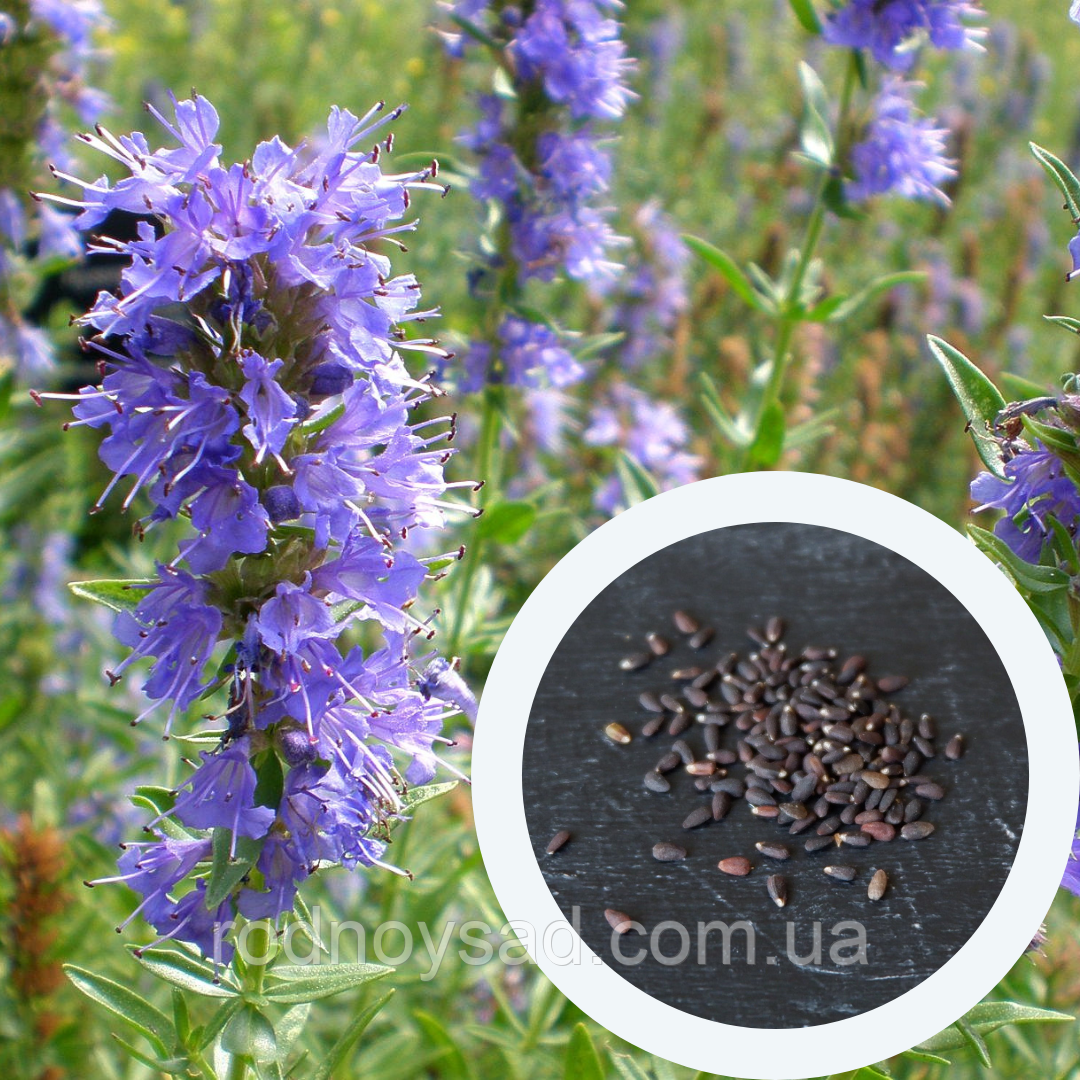 Гісоп насіння 0,25 г (прибл. 200 шт) лікарський медонос (Hyssopus officinalis) ісоп синій звіробій
