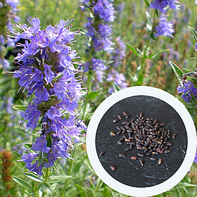 Гісоп насіння 0,25 г (прибл. 200 шт) лікарський медонос (Hyssopus officinalis) ісоп синій звіробій