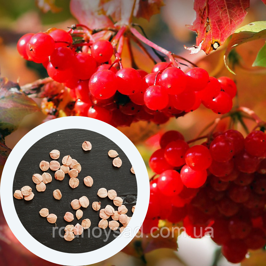 Калина червона насіння (20 шт) (Viburnum opulus) звичайна