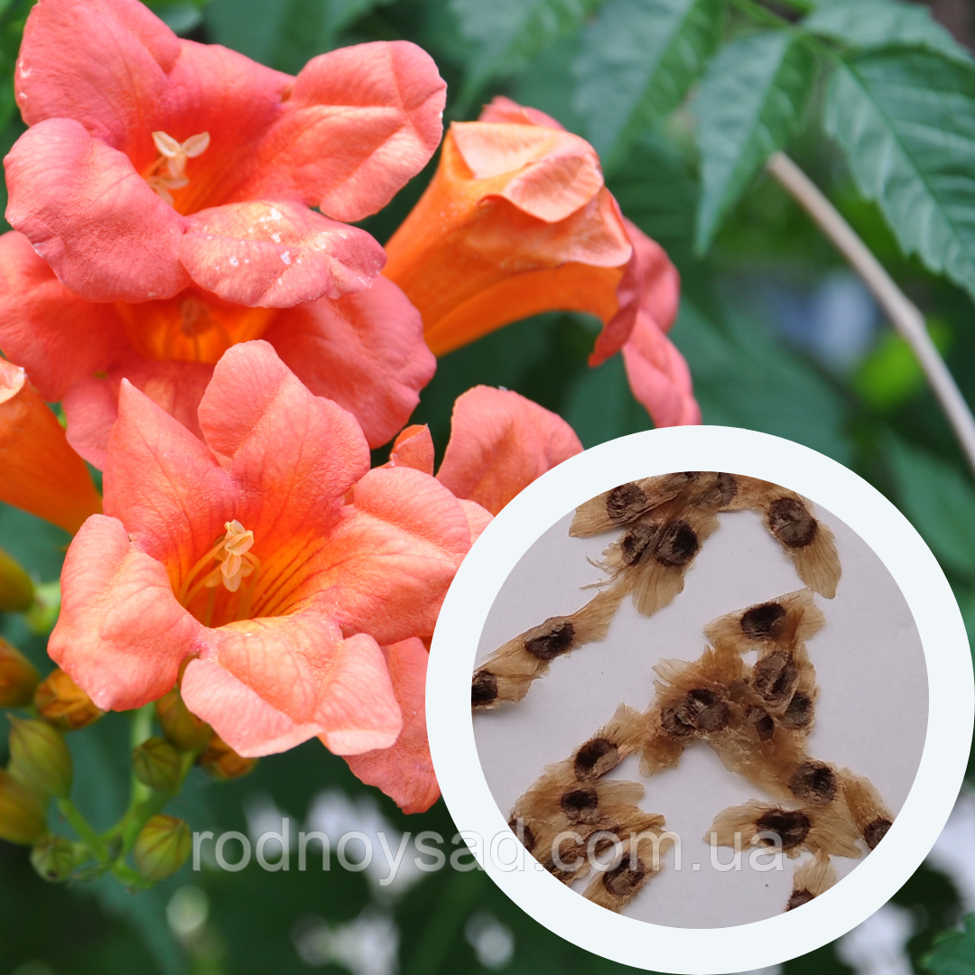 Кампсіс насіння (20 шт) текома (лат. Campsis radicans)