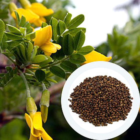 Карагана деревовидна насіння 10 шт (Caragána arboréscens або жовта акація)