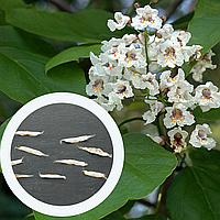 Катальпа бигнониевидная семена (20 шт) (Catalpa bignonioides) индейское бобовое дерево