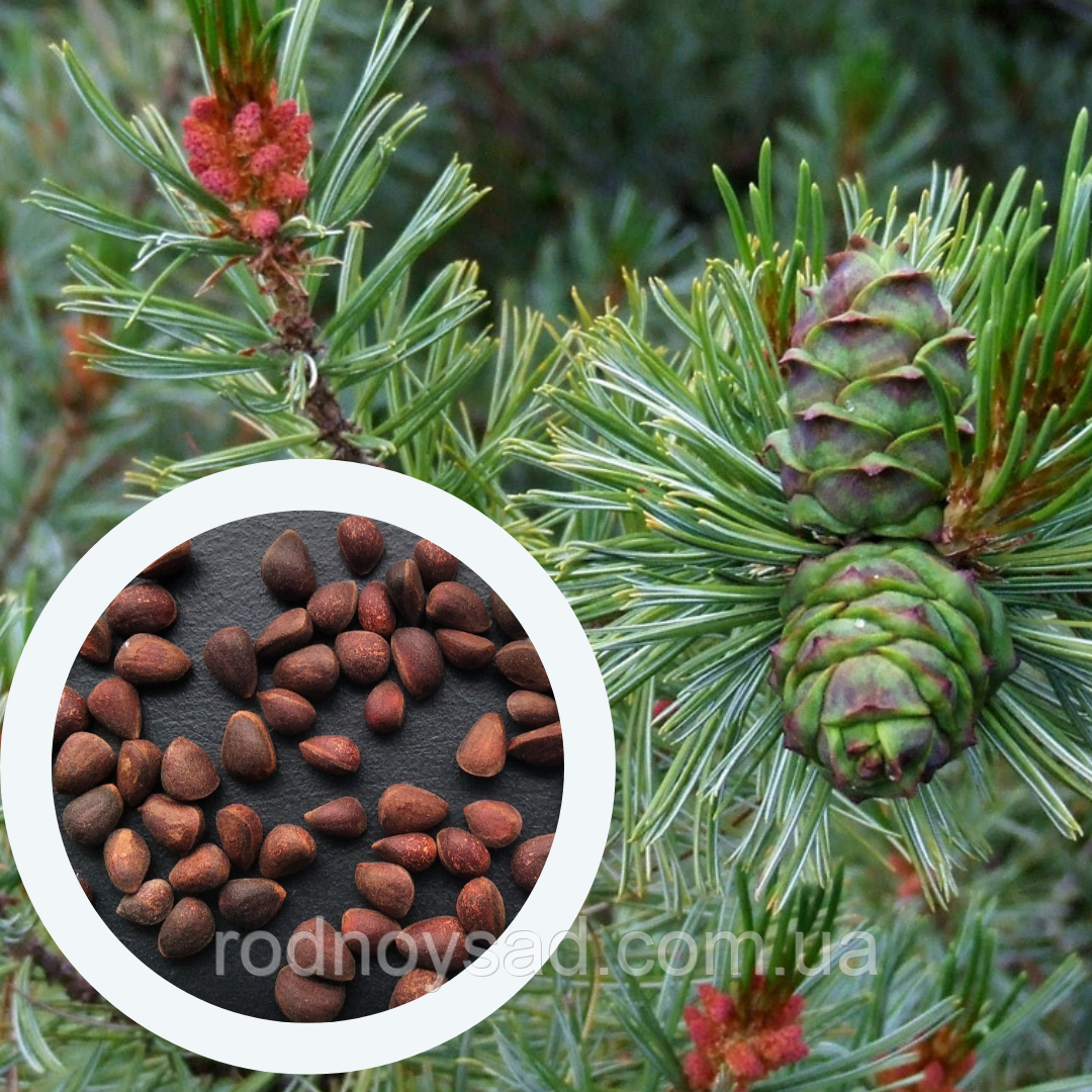 Кедровий сланець насіння (10 шт) (Pinus pumila) сосна сланка