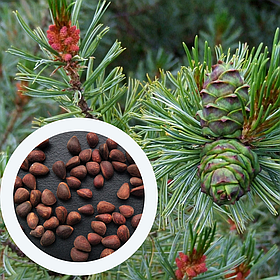 Кедровий сланець насіння (10 шт) (Pinus pumila) сосна сланка