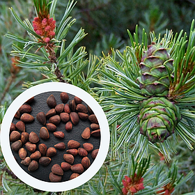 Кедровий сланець насіння (20 шт) (Pinus pumila) сосна сланка