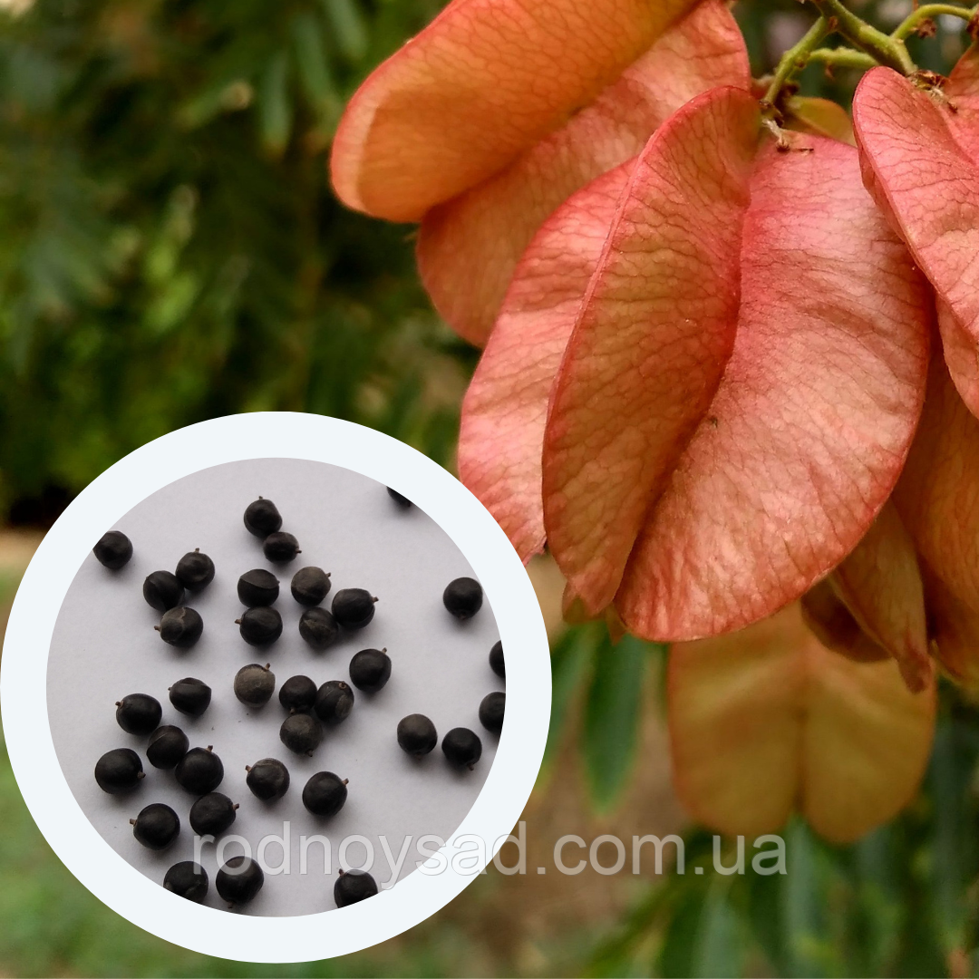 Кельрейтерія метельчата насіння (10 шт) (Koelreuteria paniculata) мильне дерево
