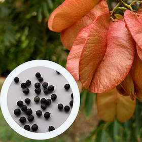 Кельрейтерія метельчата насіння (10 шт) (Koelreuteria paniculata) мильне дерево