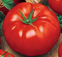 Насіння томату Биче лоб