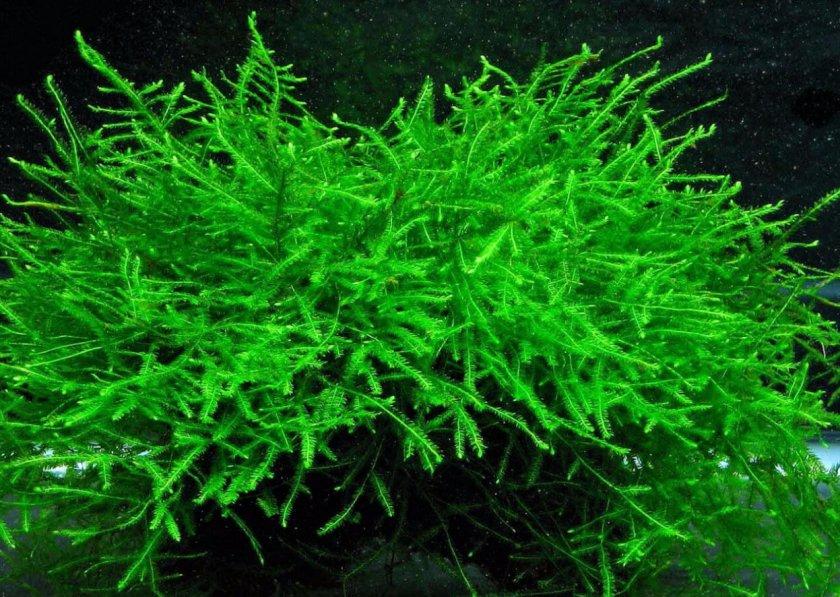 Аквариумное растение Яванский мох - живое растение для аквариума - фото 1 - id-p1720415766