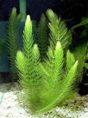 Аквариумное растение Роголистник - живое растение для аквариума - фото 1 - id-p1720415882