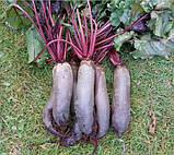 Насіння буряка столового Циліндра 20 г середньостиглий, фото 2