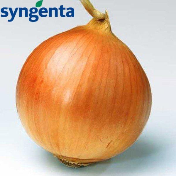 Насіння цибулі Банко F1, 250000 сем - середньо-стиглий (120 днів), Syngenta