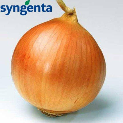 Насіння цибулі Банко F1, 1 г — середньо-стиглий (120 днів), Syngenta, фото 3