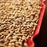 Солод ячмінний Pale Ale - Пейл Ель 1 кг - Weyermann Німеччина - базовий солод для пивоваріння, фото 2