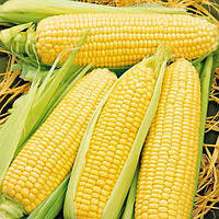 Насіння Кукурудза цукрова Лакомка Білогоря 1 кг, суперсолодке, посівне насіння кукурудзи раннє стигле на вагу